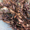 DF-7002 - Forest Red Gum Eucalyptus (DUE MID APRIL)