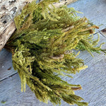 DF-7004 - Common Clubmoss