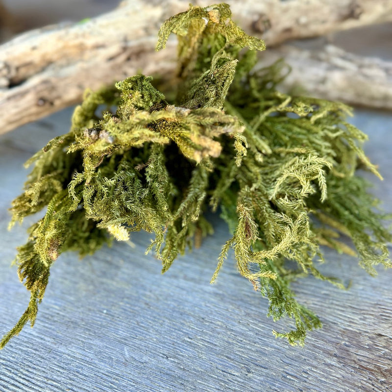 DF-7004 - Common Clubmoss