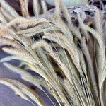 DF-7005 - Natural Foxtail