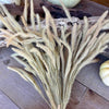 Natural Foxtail