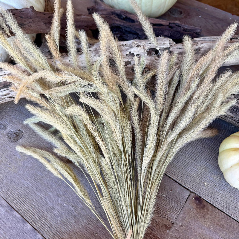 Natural Foxtail