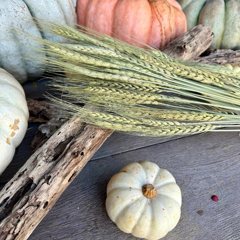 Green Wheat