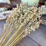 Natural Oat Grass