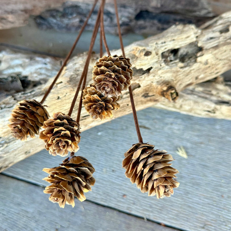 DF-7045 - Small Pinecone Sticks