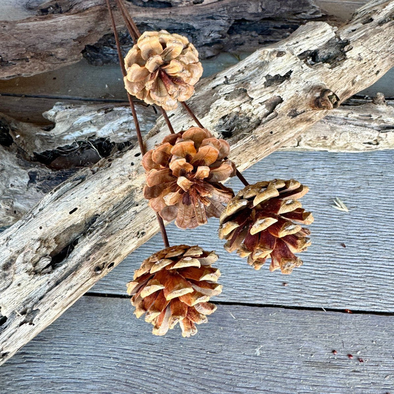 DF-7046 - Medium Pinecone Sticks