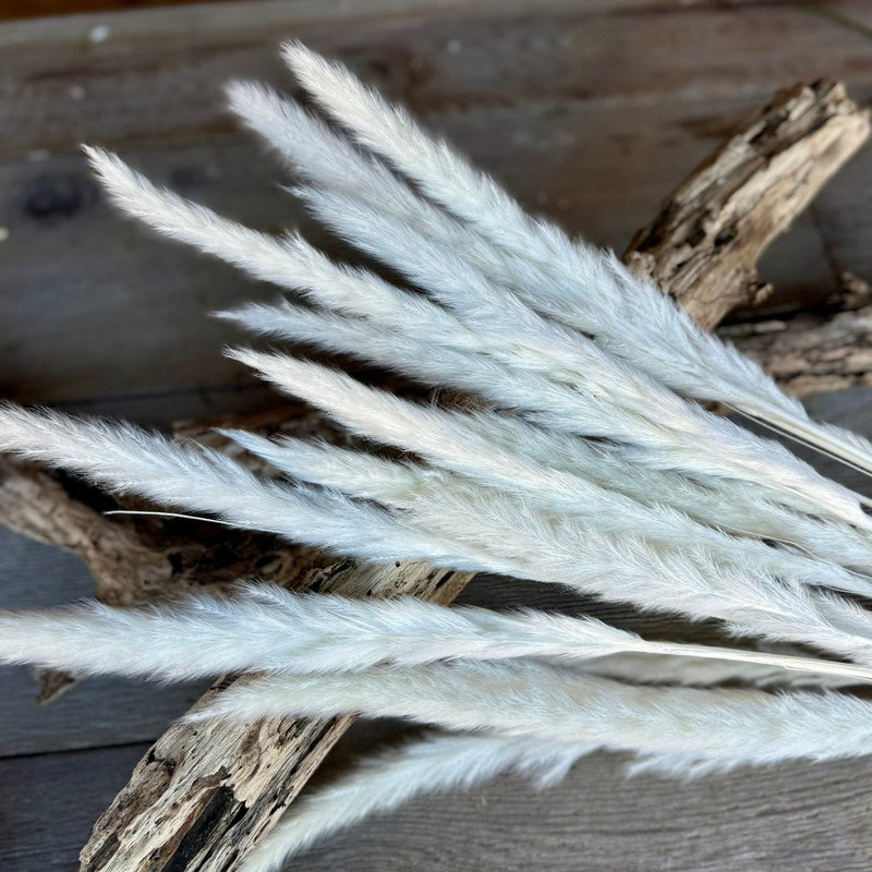 DF-7053 - White Reeds