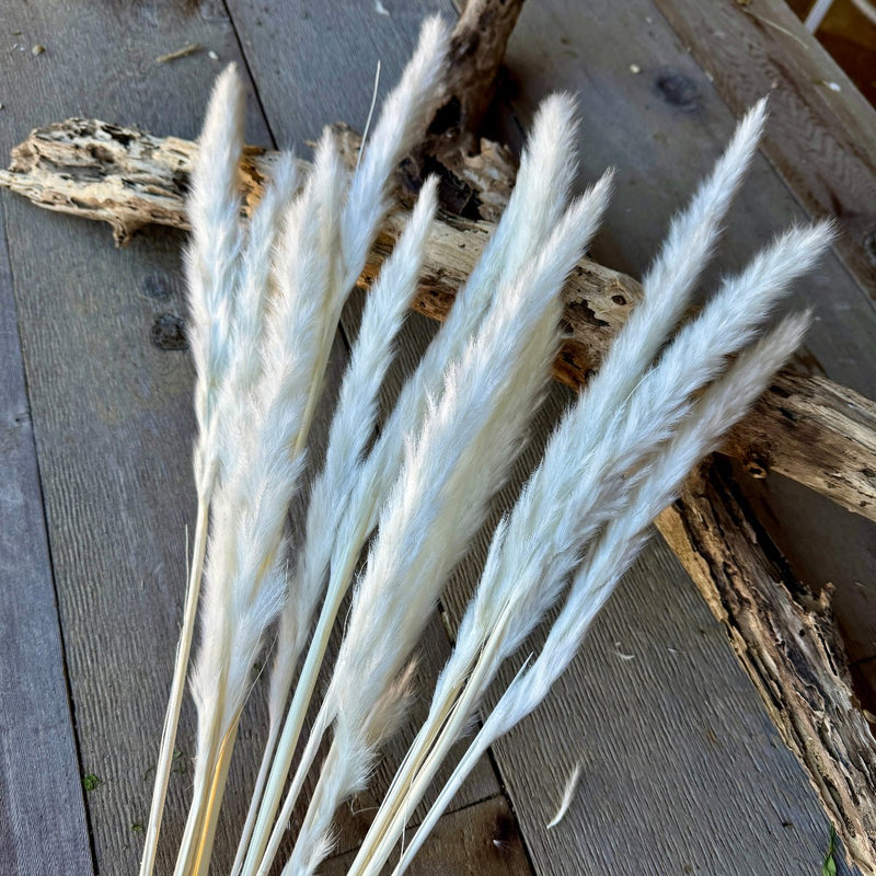 DF-7053 - White Reeds