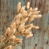Tan Bunny Tails