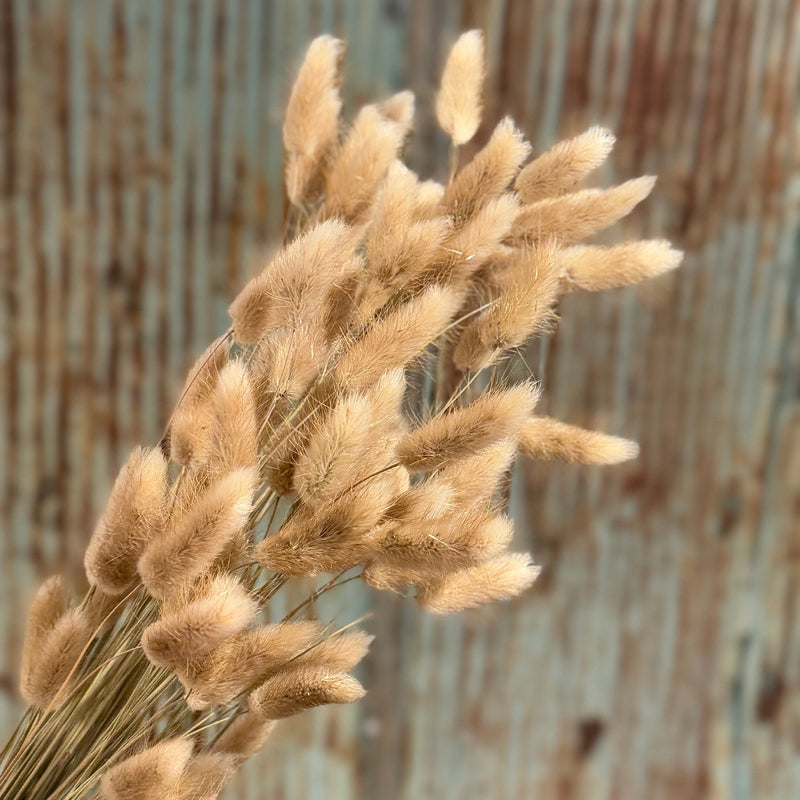 Tan Bunny Tails