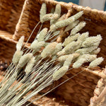 Natural Jewel Grass