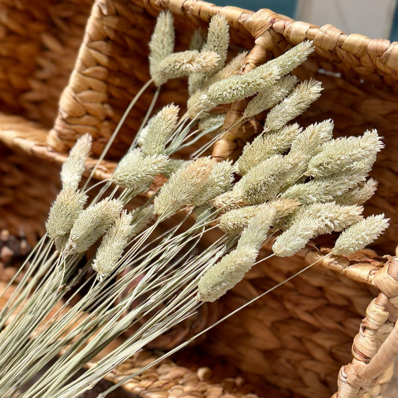 Natural Jewel Grass