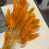 DF-7074 - Rust Bunny Tails (DUE MID APRIL)